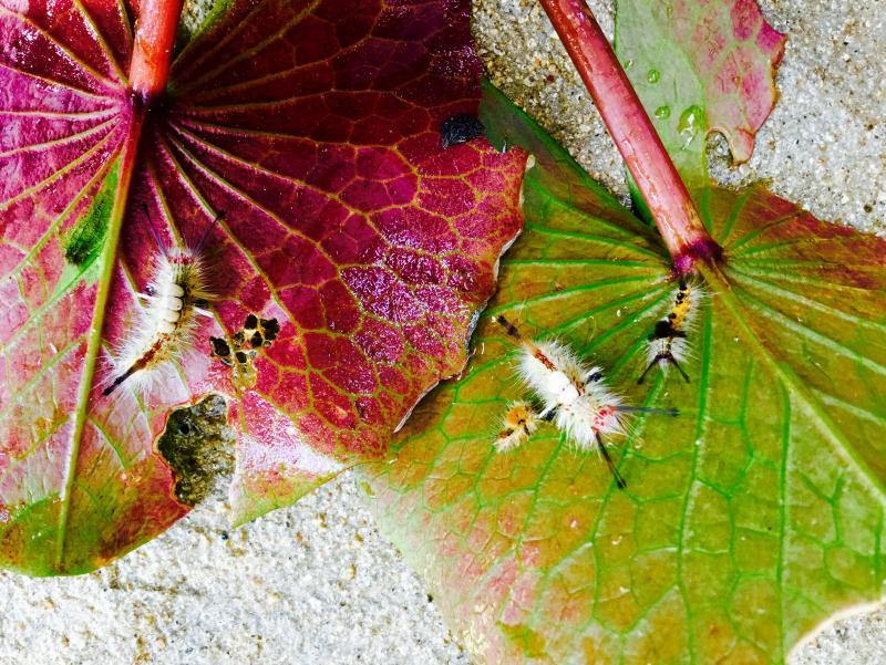 post-32388-0-47844400-1462957051_thumb.j