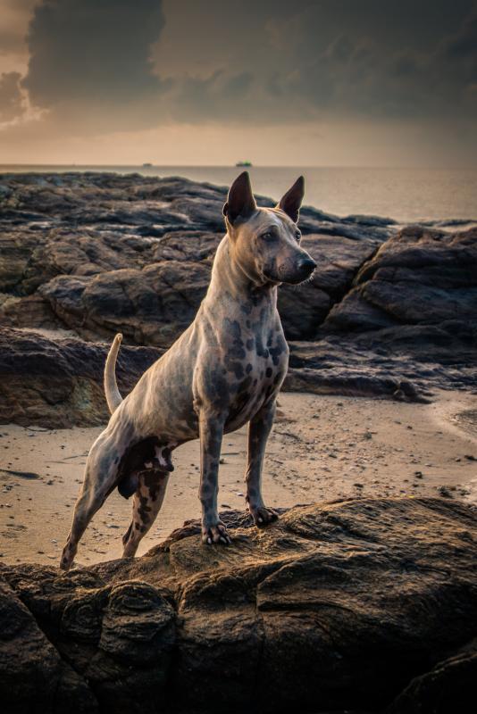 post-35147-0-41842800-1463727197_thumb.j