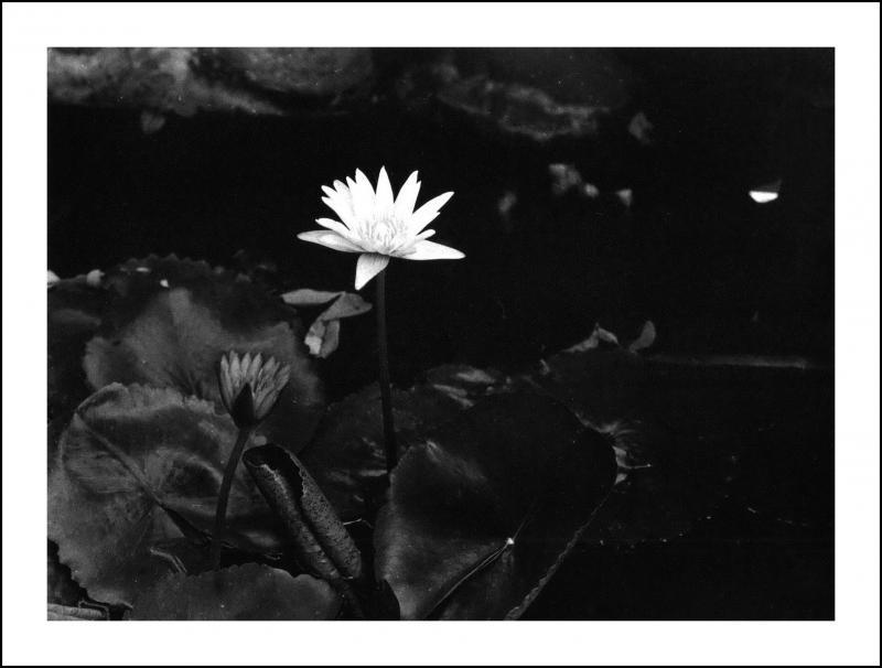 post-41729-0-96387300-1463227021_thumb.j