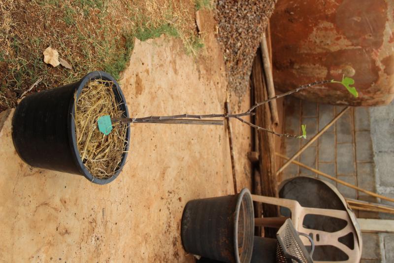 post-45719-0-23577900-1464615549_thumb.j