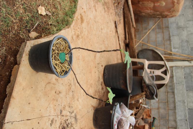 post-45719-0-45157800-1464615259_thumb.j