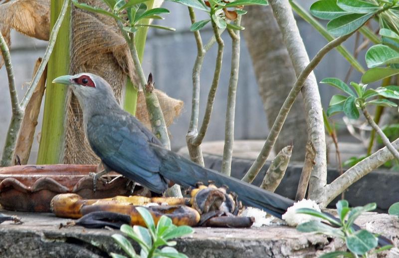 post-59731-0-14287600-1462082775_thumb.j