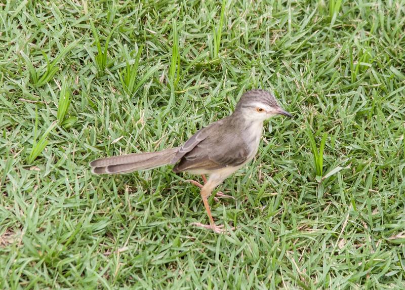 post-59731-0-50660100-1463645552_thumb.j