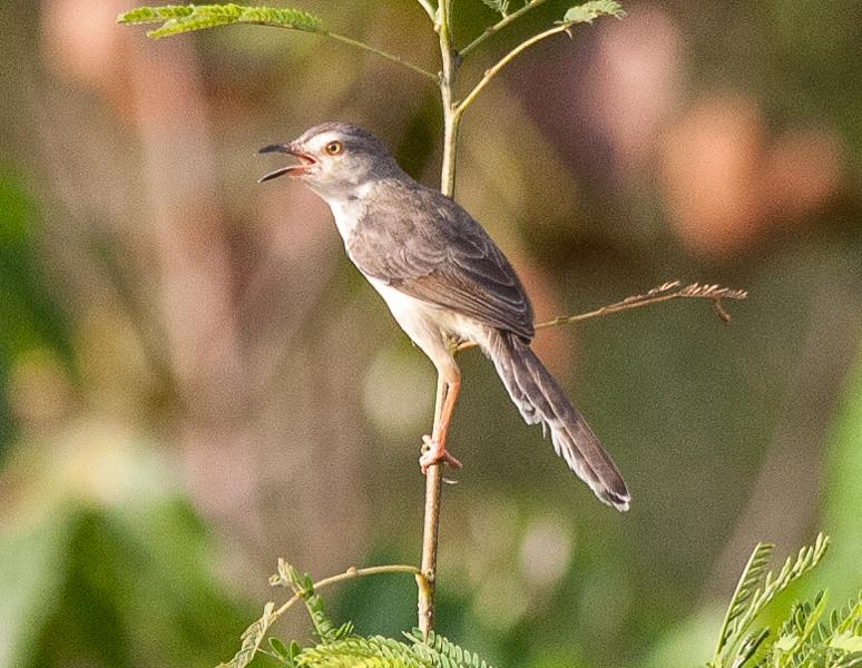 post-59731-0-50811800-1464423804_thumb.j