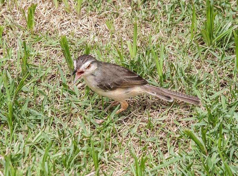 post-59731-0-72417400-1463645645_thumb.j