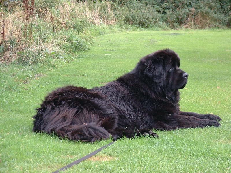 post-77511-0-22045600-1464169390_thumb.j