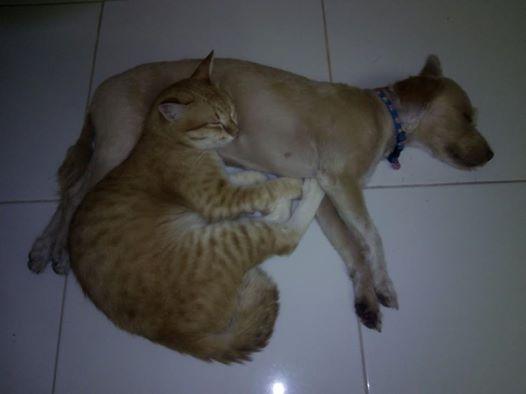 post-77511-0-29770400-1464169088_thumb.j