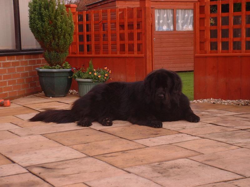 post-77511-0-63000000-1464580268_thumb.j