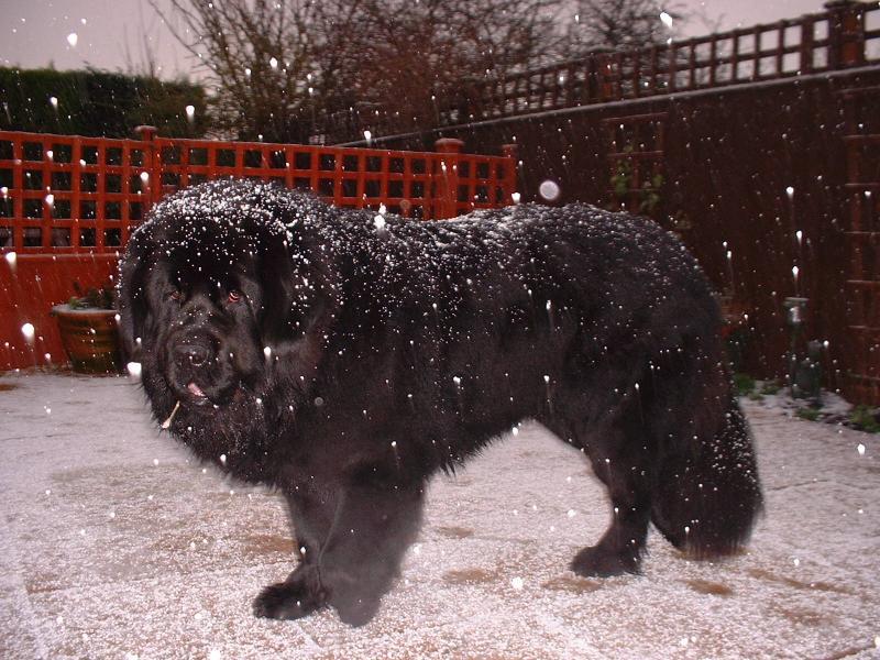 post-77511-0-97514100-1464580161_thumb.j