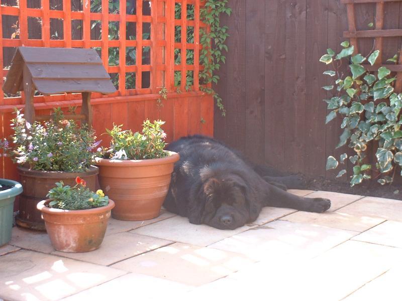 post-77511-0-98621400-1464580292_thumb.j