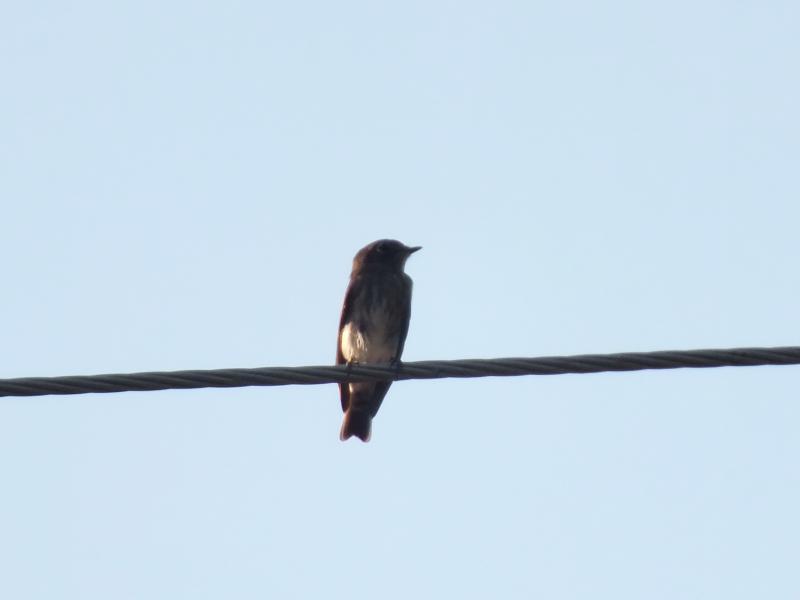 post-91156-0-01685000-1462460661_thumb.j