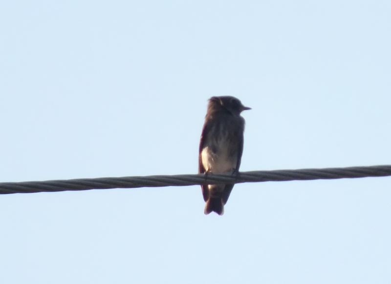 post-91156-0-18980000-1462460696_thumb.j