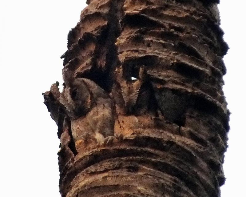 post-91156-0-28158200-1462947219_thumb.j