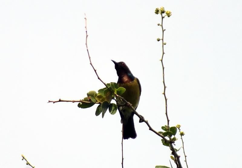 post-91156-0-44160700-1464009953_thumb.j