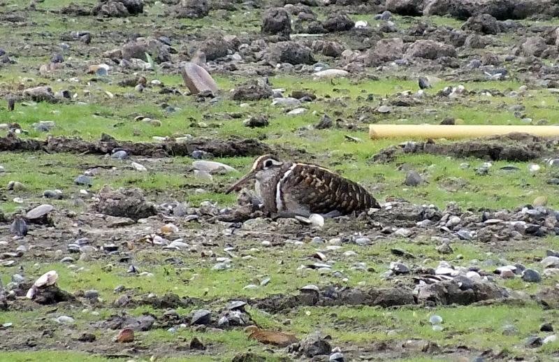 post-91156-0-55890700-1464364079_thumb.j