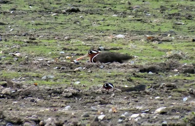 post-91156-0-58031400-1464364025_thumb.j