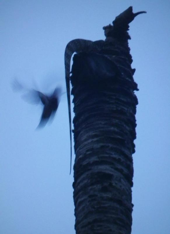 post-91156-0-65050200-1462940320_thumb.j