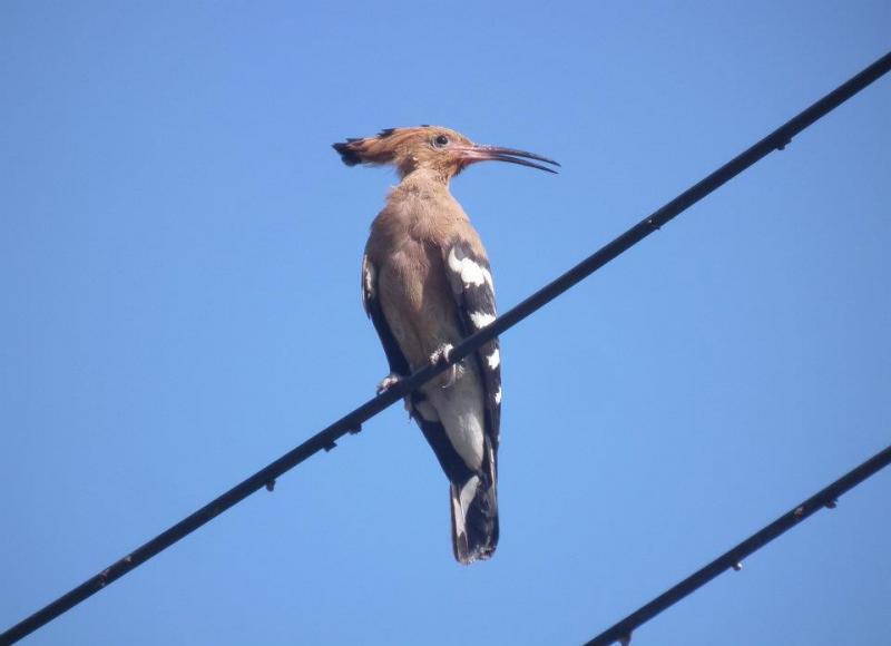 post-91156-0-73153800-1463896902_thumb.j