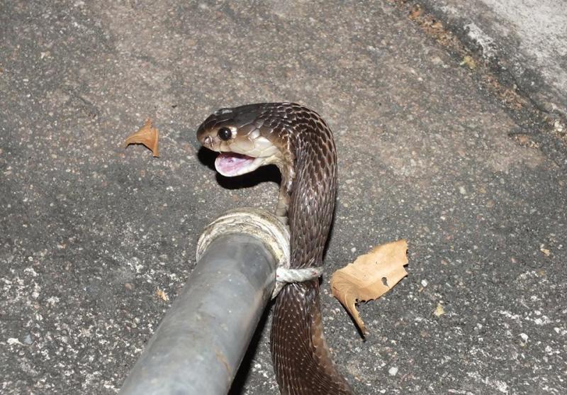 post-91156-0-85783100-1462946524_thumb.j