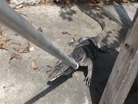 post-91156-0-98288100-1462946508_thumb.j