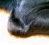 post-39720-1213069312_thumb.jpg