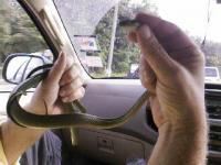 post-41583-1245141662_thumb.jpg