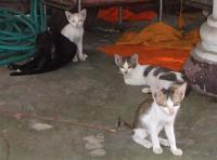 post-42592-023497900 1277136840_thumb.jp