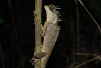 post-24662-0-88988400-1308601081_thumb.j