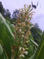 post-36430-0-72658900-1309309203_thumb.j