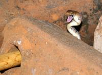 post-69690-0-12114000-1309018105_thumb.j