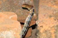 post-69690-0-58039300-1309018262_thumb.j