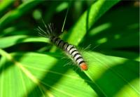 post-80347-0-38974700-1309293791_thumb.j