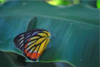 post-80347-0-68764800-1309293782_thumb.j