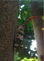 post-80347-0-74082300-1309293758_thumb.j