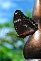 post-80347-0-74656000-1309293805_thumb.j