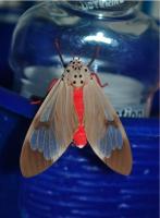 post-80347-0-93023200-1309293768_thumb.j