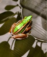 post-80347-0-99428200-1309293898_thumb.j