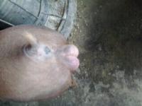 post-143986-13408717769_thumb.jpg