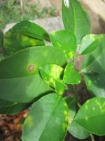 post-149740-0-59897100-1339133125_thumb.