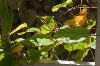 post-5482-0-43565900-1340346200_thumb.jp