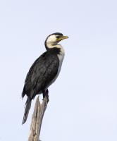 post-61254-0-13502600-1339814990_thumb.j