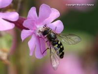 post-7357-0-47179900-1339537047_thumb.jp