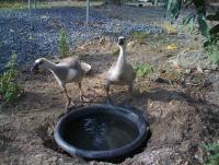 post-108598-0-46051600-1371045762_thumb.