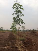 post-108598-0-67972500-1370948605_thumb.