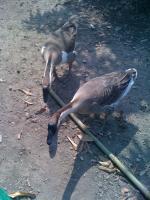 post-108598-0-97452800-1371045794_thumb.