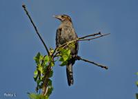 post-12069-0-01882500-1372578789_thumb.j