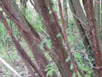 post-12069-0-12652300-1371970358_thumb.j