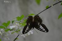 post-12069-0-14331200-1371811212_thumb.j