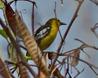 post-12069-0-19127400-1370406972_thumb.j