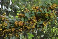 post-12069-0-20759400-1371119483_thumb.j